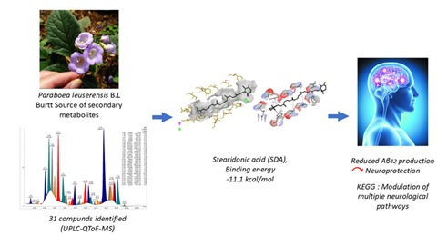 Screening the Active Compound Profile and Mechanisms of <em>Paraboea leuserensis B.L. Burtt</em> on PSEN1 Human Gene: UPLC-QTof-MS Identification and Molecular Docking Analysis Study 