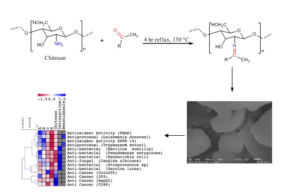 Synthesis, Characterization and Biological Activity of Schiff Bases Based on Chitosan and Acetophenone Derivatives 