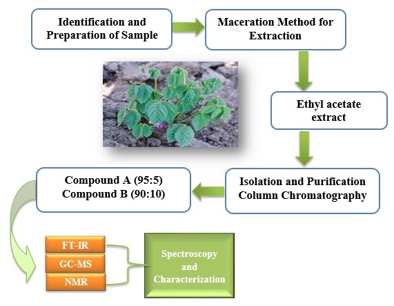 Antimicrobial Activity of Lupeol and β-Amyrin (Triterpenoids) Isolated from the Rhizome of Dolichos pachyrhizus Harm 