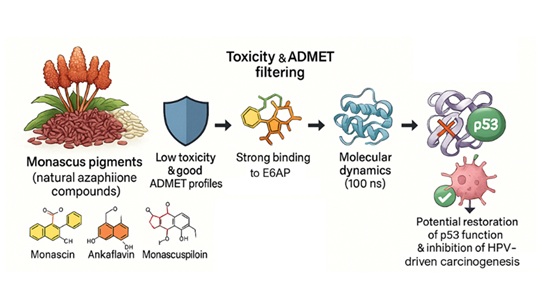 <em>Monascus </em>Pigments as Natural Inhibitors of E6AP: An Integrated Molecular Docking and Dynamics Study 