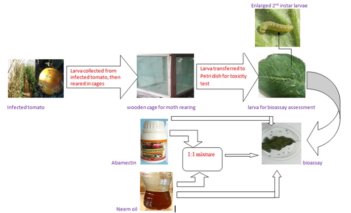 Improving the Efficacy of Abamectin Using Neem Oil in Controlling Tomato Leafminers, Tuta absoluta (Meyrick). 