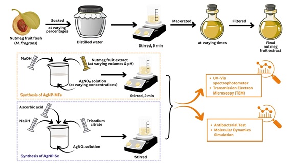 Green Synthesis of Silver Nanoparticles using<em> Myristica fragrans</em> Fruit Extract: Enhanced Stability, Antibacterial Activity, and Molecular Insights 